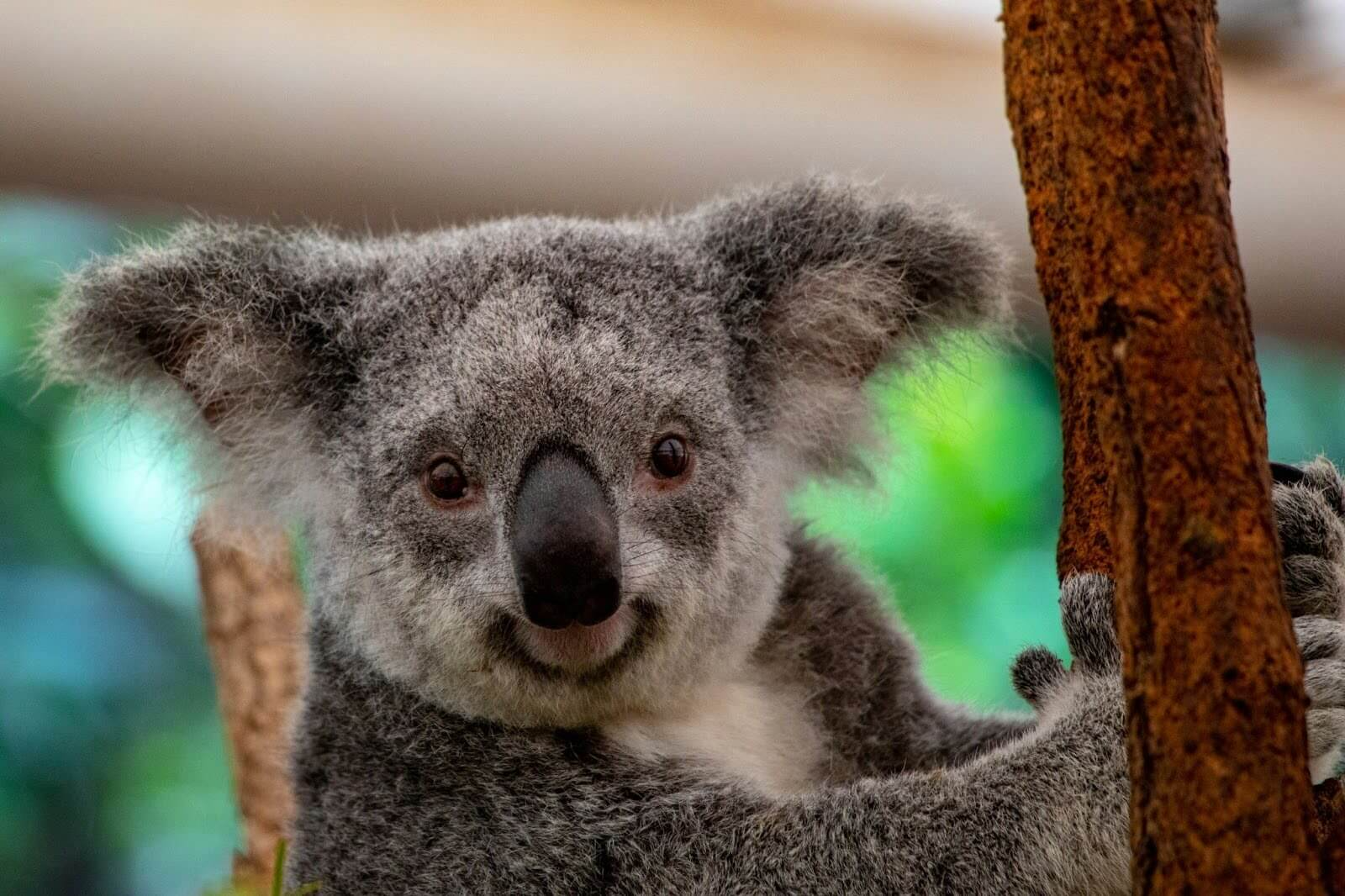 龍柏無尾熊保育中心（Lone Pine Koala Sanctuary）